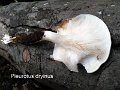 Pleurotus dryinus-amf1466-1
